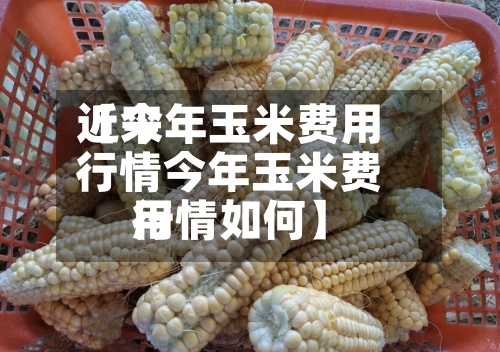近来
【今年玉米费用
行情今年玉米费用
行情如何】-第3张图片