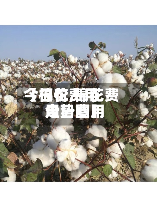 【棉花费用今日价,棉花费用今日费用走势图】-第3张图片