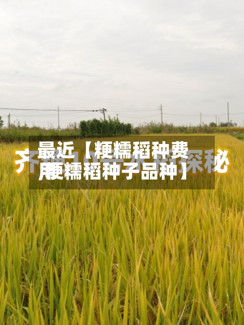 最近【粳糯稻种费用,粳糯稻种子品种】