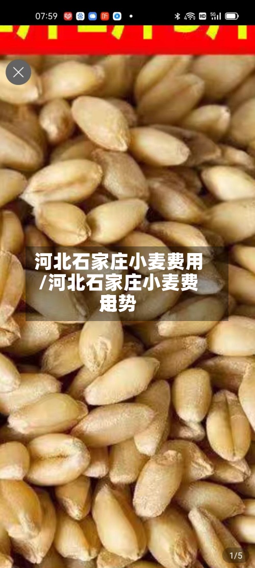 河北石家庄小麦费用/河北石家庄小麦费用走势