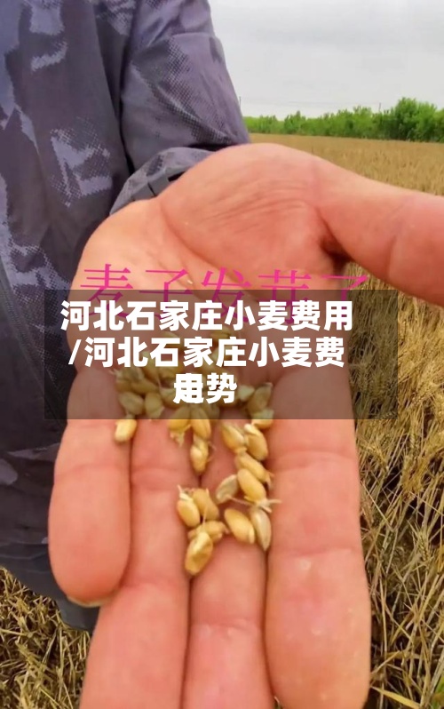 河北石家庄小麦费用
/河北石家庄小麦费用
走势-第2张图片