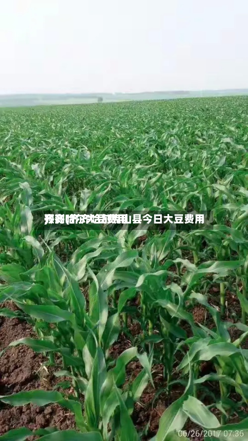 齐齐哈尔大豆费用预测(齐齐哈尔克山县今日大豆费用)