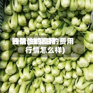 油菜油的费用行情(油菜油的费用行情怎么样)
