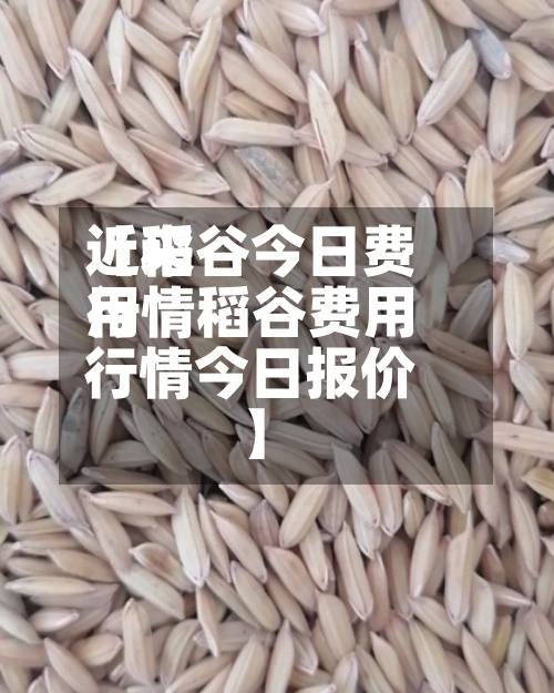 近来【稻谷今日费用行情稻谷费用行情今日报价】