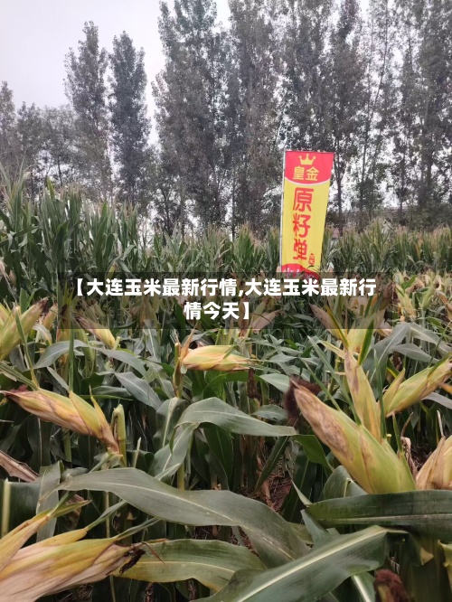 【大连玉米最新行情,大连玉米最新行情今天】-第2张图片