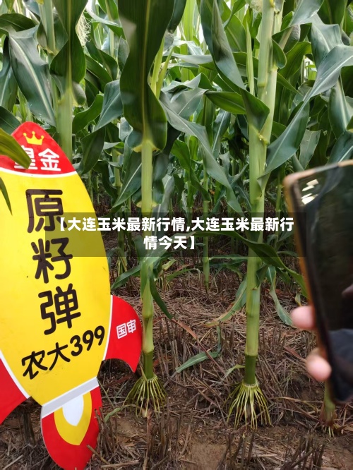 【大连玉米最新行情,大连玉米最新行情今天】