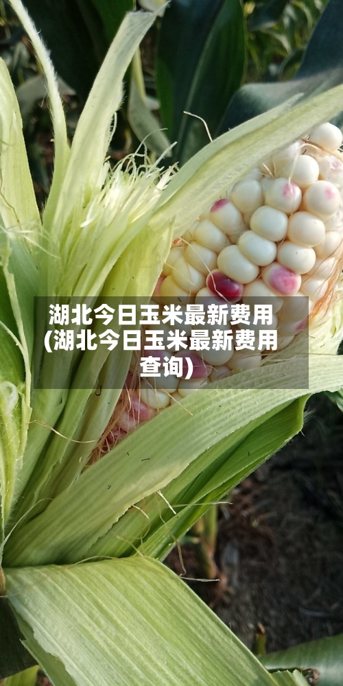 湖北今日玉米最新费用
(湖北今日玉米最新费用
查询)-第2张图片