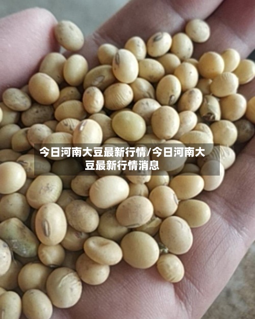 今日河南大豆最新行情/今日河南大豆最新行情消息
