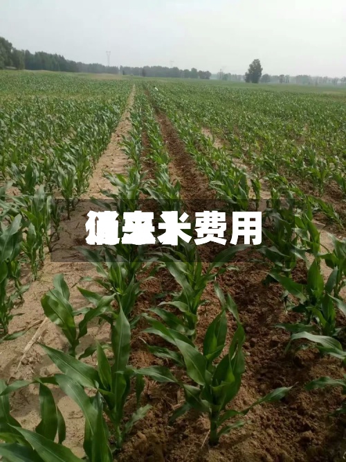 近来【玉米费用仍玉米费用消息】-第3张图片