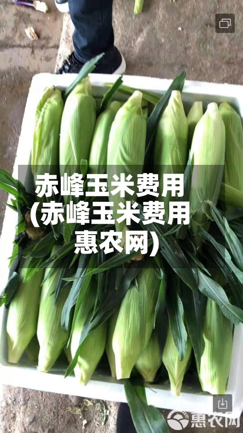 赤峰玉米费用(赤峰玉米费用惠农网)