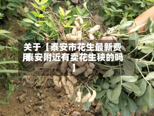 关于【泰安市花生最新费用,泰安附近有卖花生秧的吗】