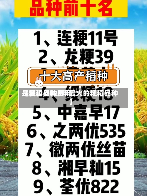 【粳稻品种费用
是多少,2020年最火的粳稻品种】-第2张图片