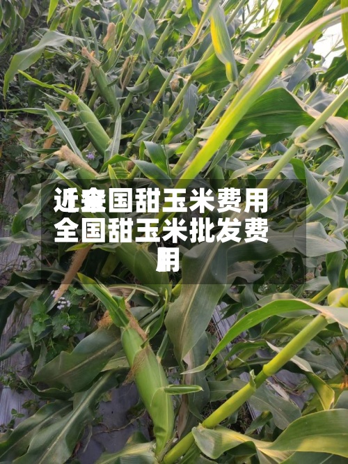 近来
【全国甜玉米费用
全国甜玉米批发费用
】-第3张图片
