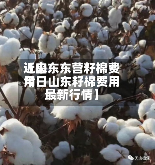 近来【山东东营籽棉费用今日山东籽棉费用最新行情】