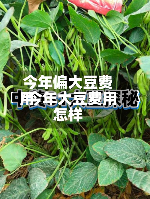 今年偏大豆费用
/今年大豆费用
怎样-第3张图片