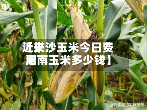 近来
【长沙玉米今日费用
湖南玉米多少钱】-第2张图片
