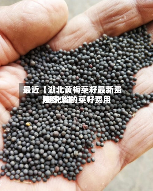 最近【湖北黄梅菜籽最新费用,湖北省的菜籽费用是多少】