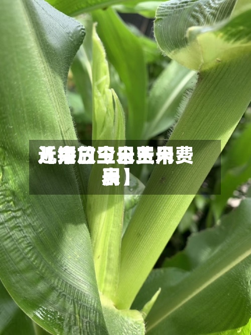 近来
【今日玉米费用
儿播放今日玉米费用
表】-第2张图片