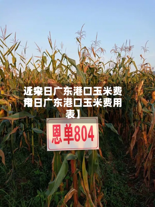 近来【今日广东港口玉米费用今日广东港口玉米费用表】