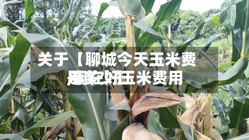 关于【聊城今天玉米费用
,现在好玉米费用
是多少】-第2张图片