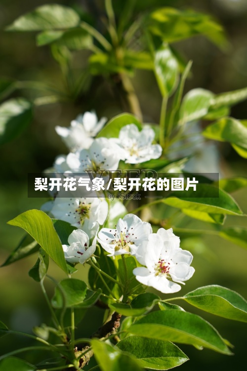 梨开花气象/梨开花的图片