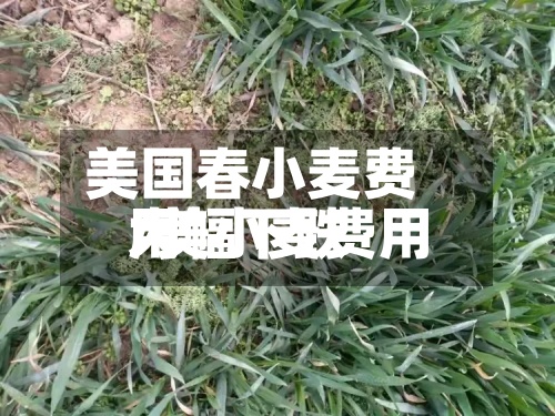 美国春小麦费用/美小麦费用大幅下跌-第3张图片