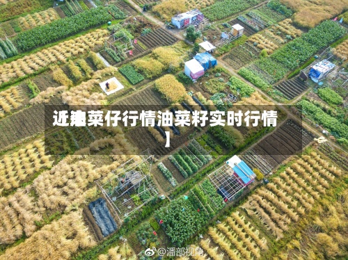 近来
【油菜仔行情油菜籽实时行情】-第2张图片