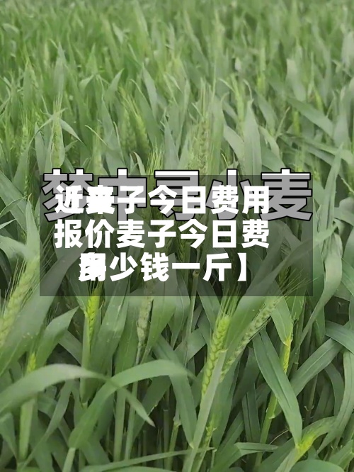 近来
【麦子今日费用
报价麦子今日费用
多少钱一斤】-第3张图片