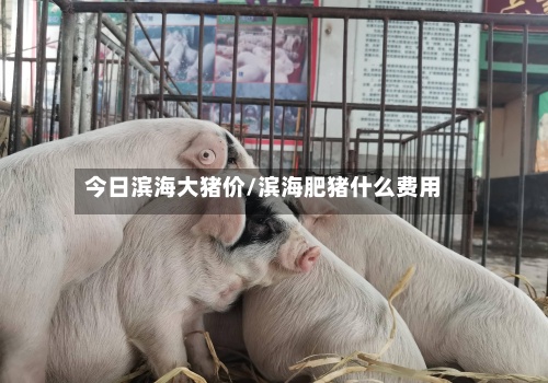 今日滨海大猪价/滨海肥猪什么费用