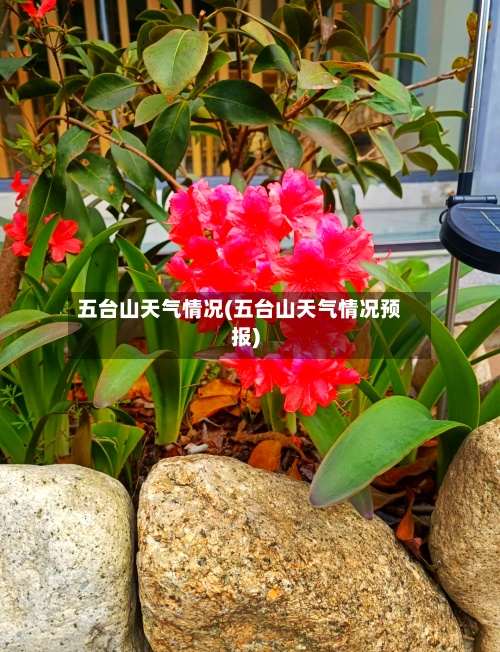 五台山天气情况(五台山天气情况预报)
