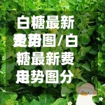 白糖最新费用走势图/白糖最新费用走势图分析