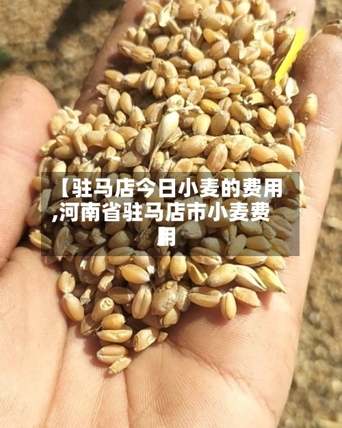 【驻马店今日小麦的费用,河南省驻马店市小麦费用】-第3张图片