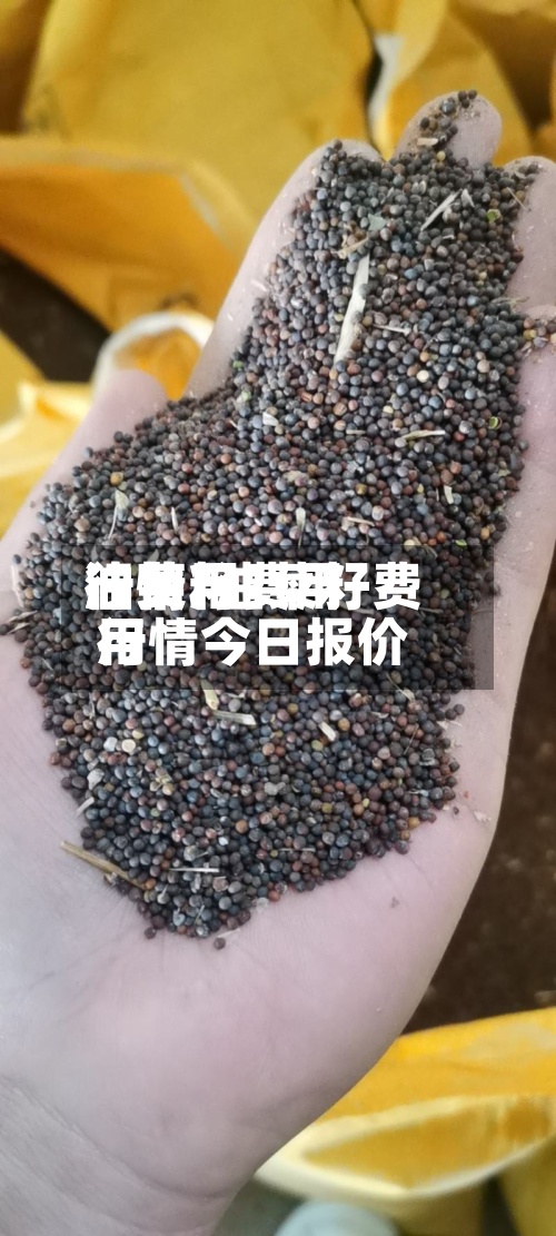 油菜籽费用油费用行情/油菜籽费用行情今日报价