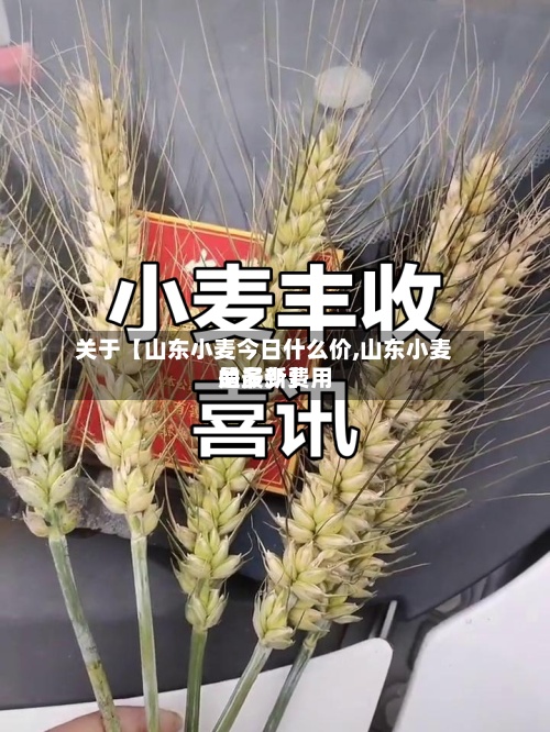 关于【山东小麦今日什么价,山东小麦的最新费用
是多少】-第3张图片