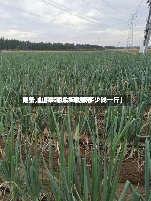 关于【山东聊城大葱费用走势,山东大葱今天零卖多少钱一斤】-第3张图片