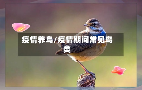 疫情养鸟/疫情期间常见鸟类