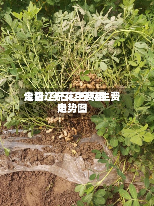 今日辽宁花生费用
走势/今日辽宁花生费用
走势图-第3张图片