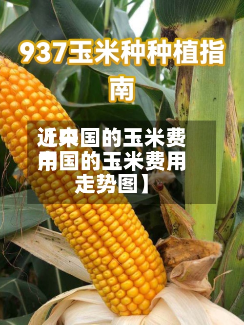 近来
【中国的玉米费用
中国的玉米费用
走势图】-第3张图片