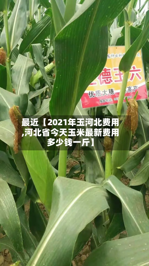 最近【2021年玉河北费用
,河北省今天玉米最新费用
多少钱一斤】-第3张图片