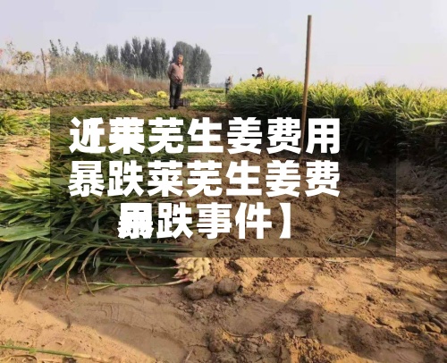 近来
【莱芜生姜费用
暴跌莱芜生姜费用
暴跌事件】-第3张图片