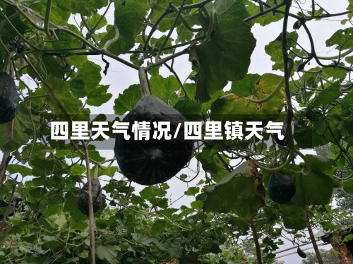 四里天气情况/四里镇天气