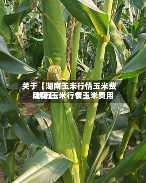 关于【湖南玉米行情玉米费用
,湖南玉米行情玉米费用
走势】-第2张图片