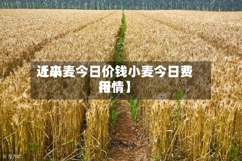 近来
【小麦今日价钱小麦今日费用
行情】-第3张图片