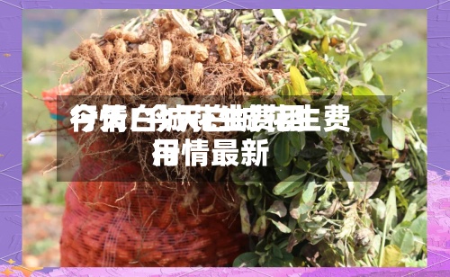 今天白城花生费用行情/今天白城花生费用行情最新