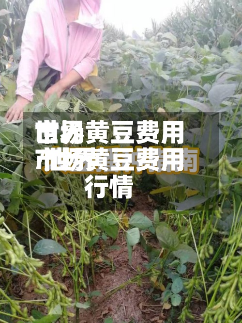 世界市场黄豆费用/世界市场黄豆费用行情-第2张图片