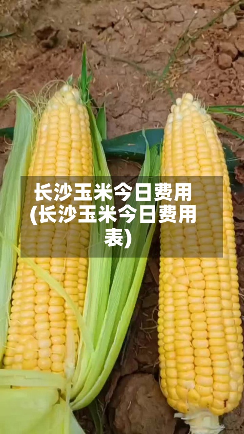 长沙玉米今日费用(长沙玉米今日费用表)