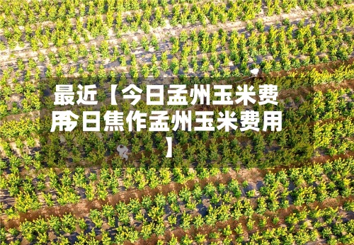 最近【今日孟州玉米费用,今日焦作孟州玉米费用】