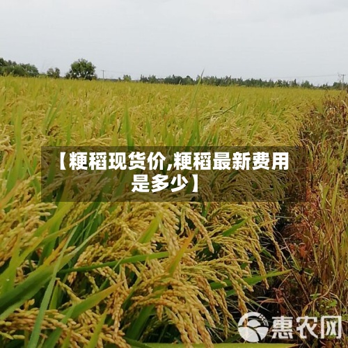【粳稻现货价,粳稻最新费用是多少】-第2张图片