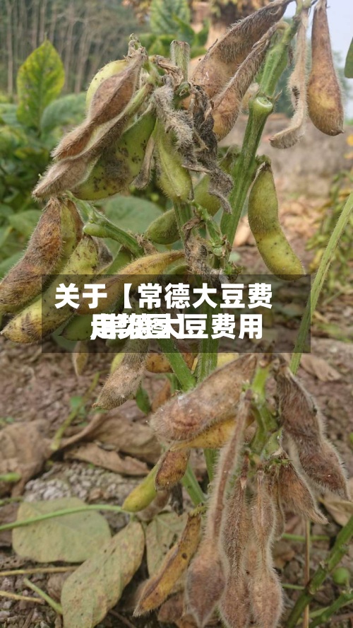关于【常德大豆费用,常德大豆费用走势图】