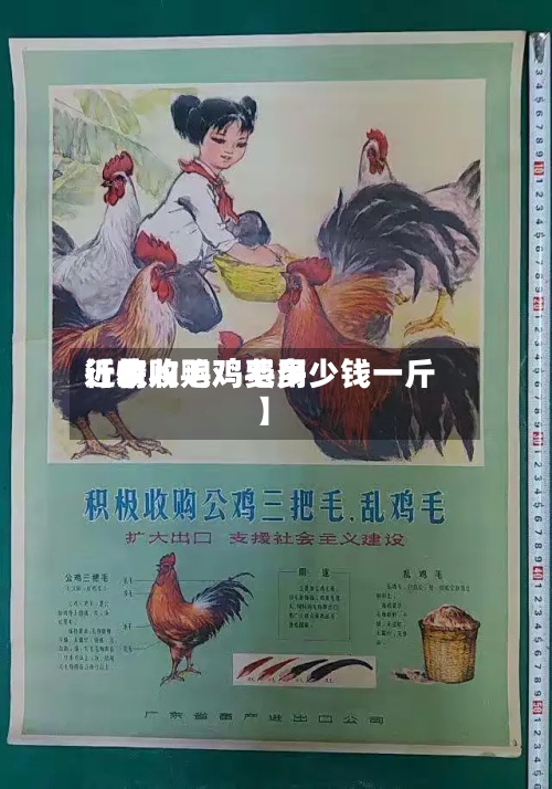 近来【收购毛鸡费用行情收购鸡毛多少钱一斤】-第3张图片